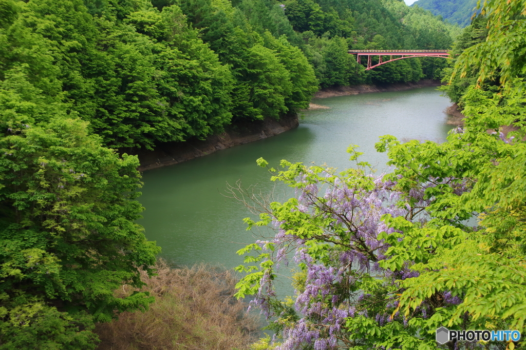 藤の花の咲く光景