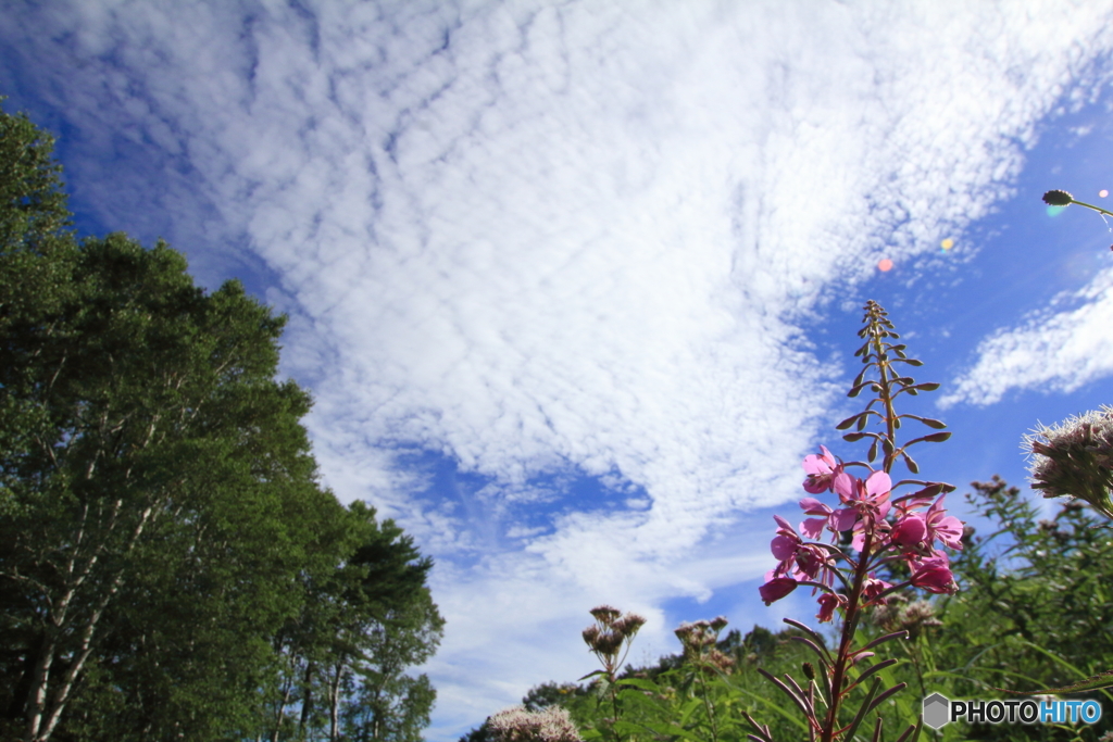 求・秋空