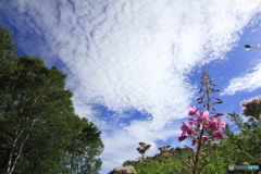 求・秋空