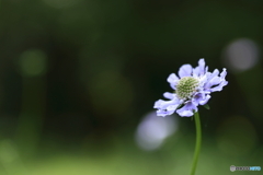 高原の花