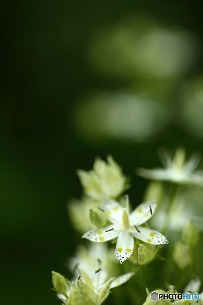 秋の花　２