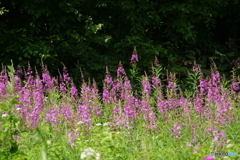 高原の花