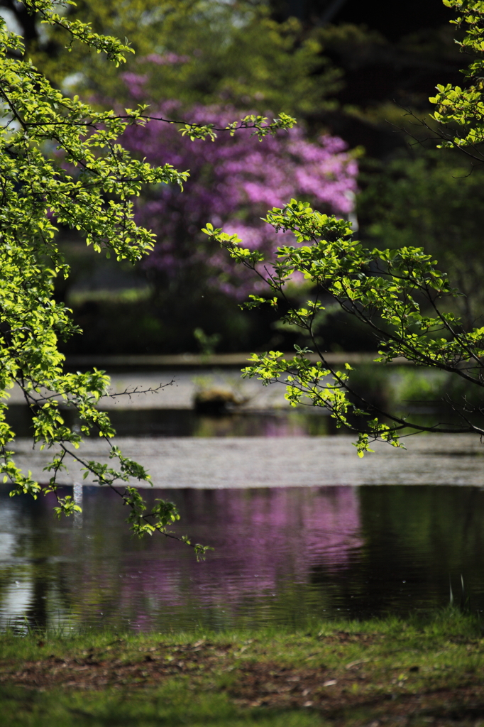 高原の貴婦人２