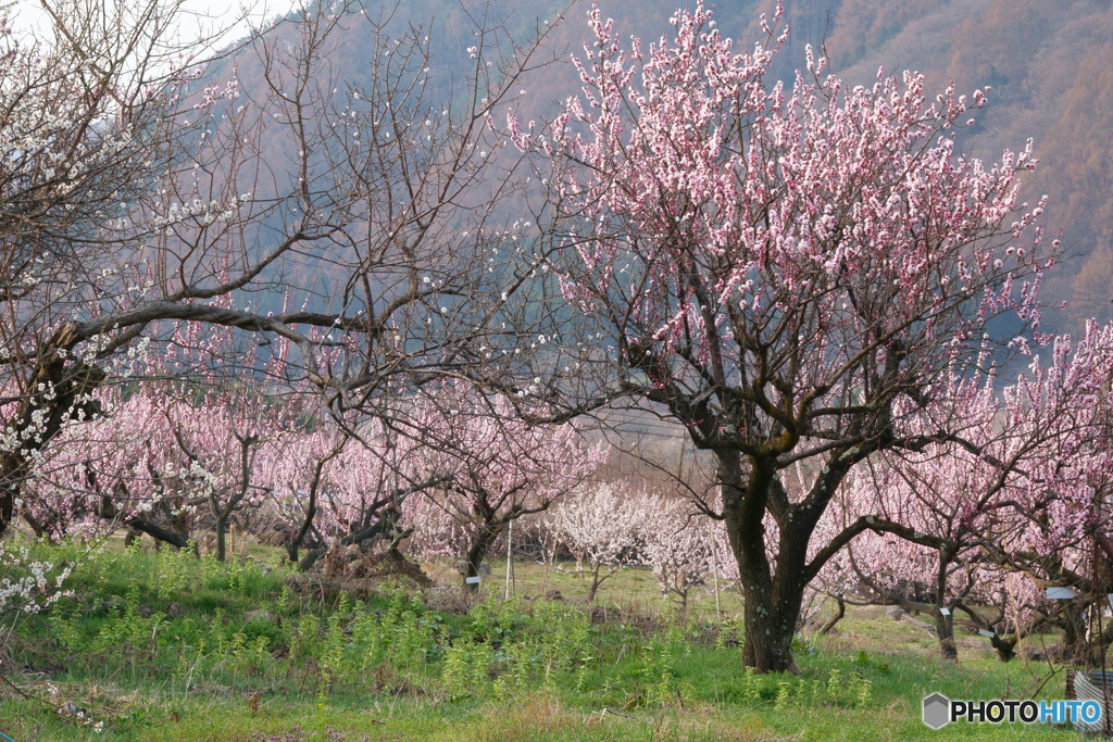 あんず村から