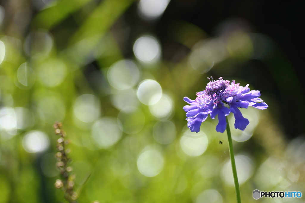 大好きな花