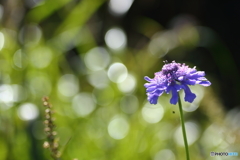 大好きな花