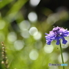 大好きな花