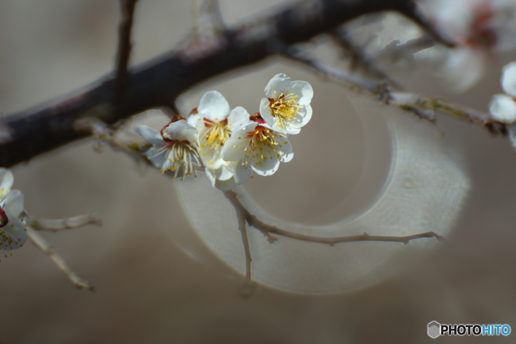 梅の花