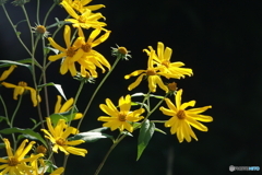 菊芋の季節