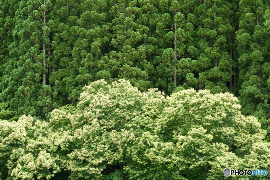 栗の花