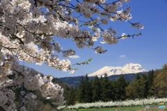 桜のある光景　７