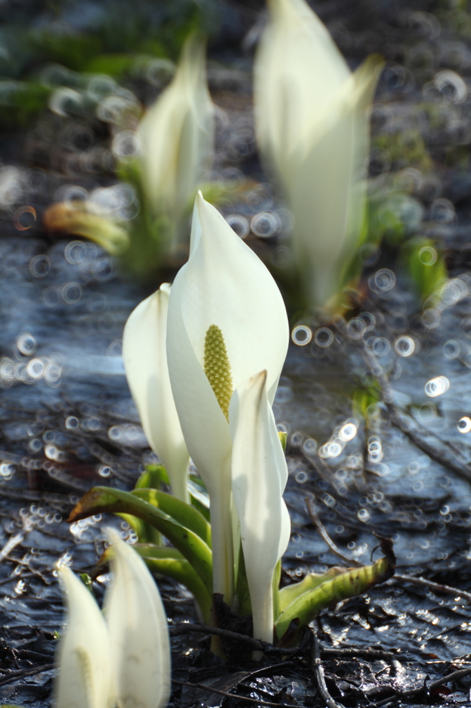 水芭蕉