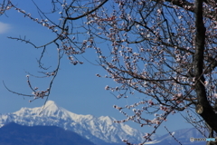 信州の春を告げる