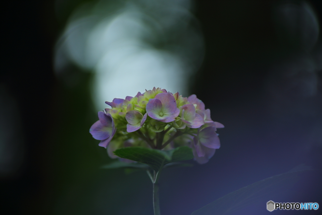 紫陽花　４