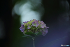 紫陽花　４