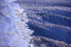 樹氷輝く