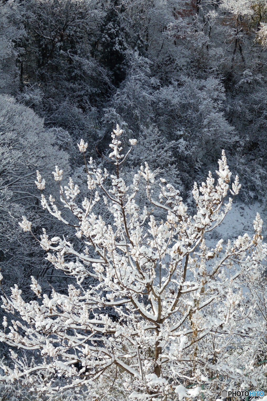 雪の桐