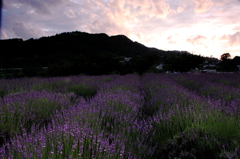ラベンダー畑の夕暮れ