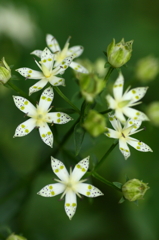 魅惑の花びら