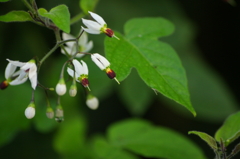 飛ぶ花