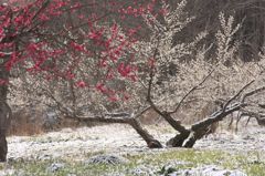 雪中梅