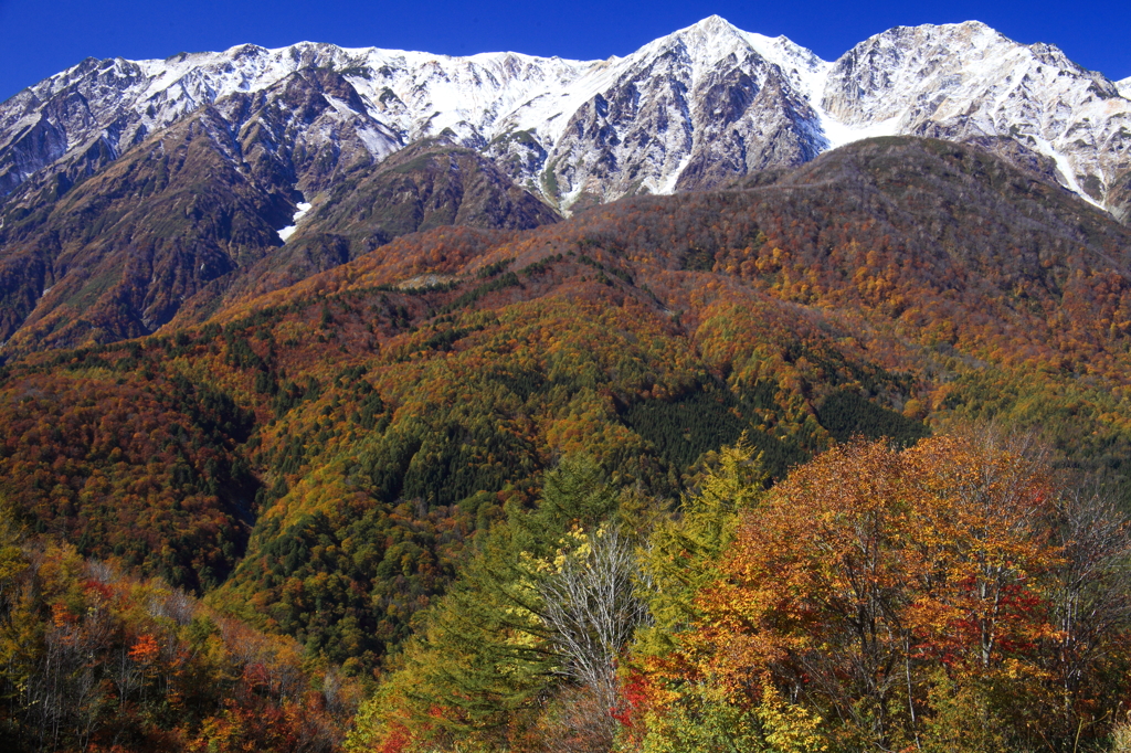 三段紅葉