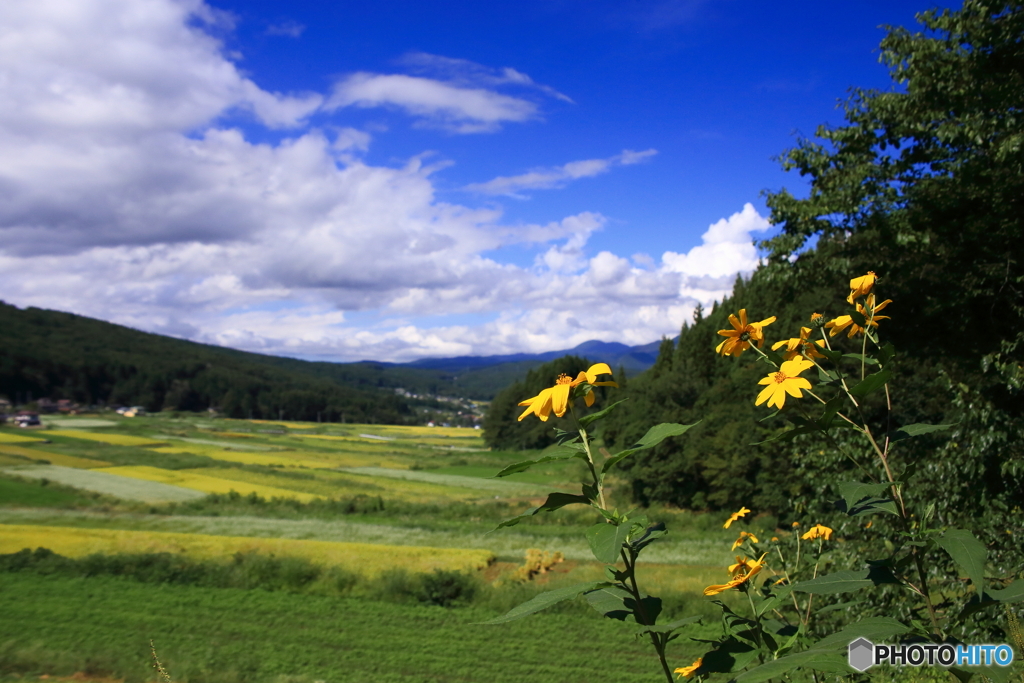 菊芋の咲く風景
