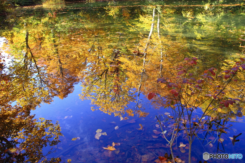 池の中の紅葉