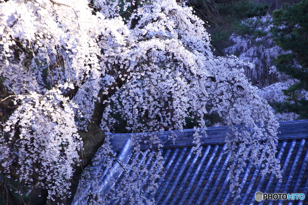 寺にはしだれが似合う by 苦楽利 (ID:13458203) - 写真共有サイト:PHOTOHITO