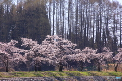 さくら　４