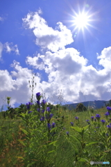 太陽とりんどう