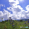 太陽とりんどう