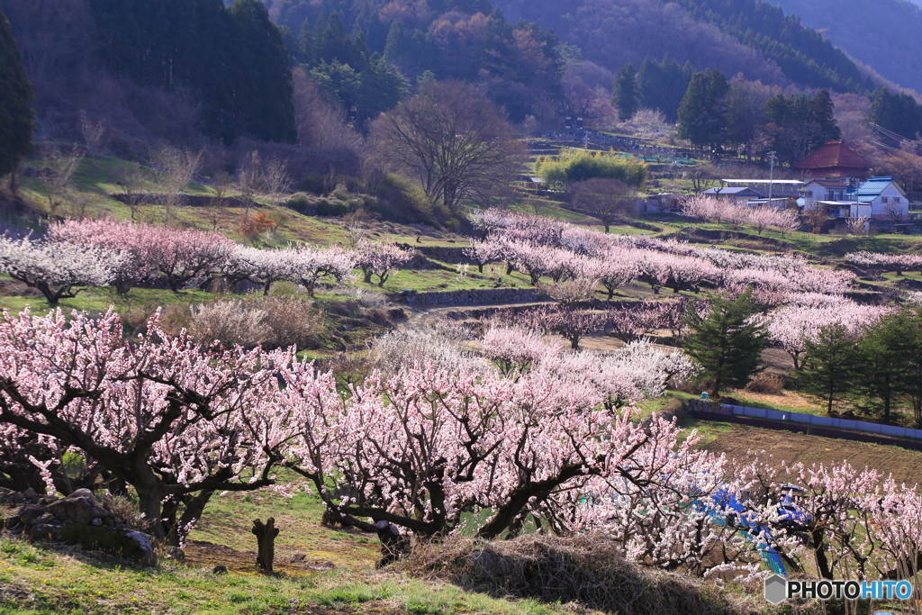 あんず村から