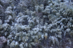 雪竹