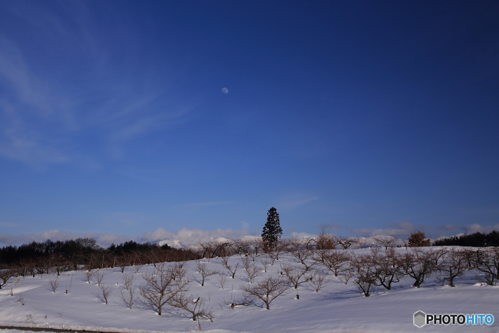 冬の桃畑