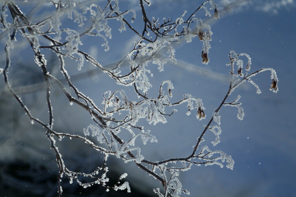 霧氷