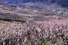 アンズ村から　２