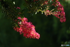 夏の赤