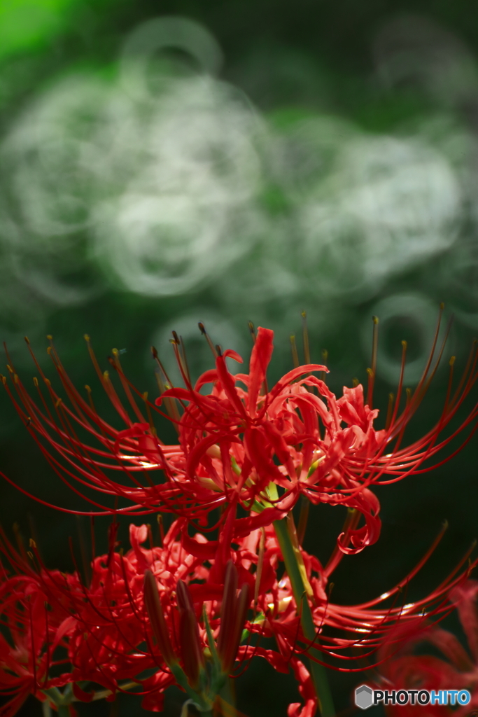 死人花