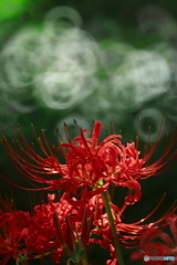 死人花