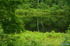 夏の池