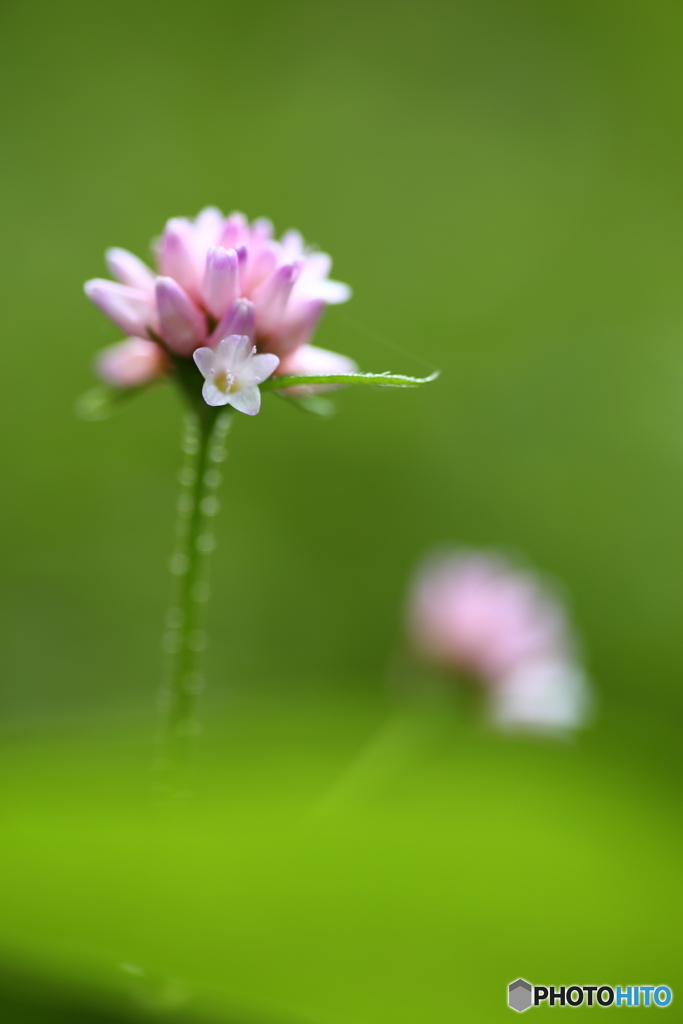 秋の花　４