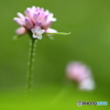 秋の花　４