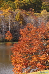 紅葉風景　8