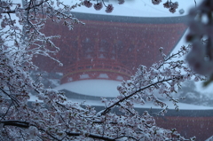 雪桜