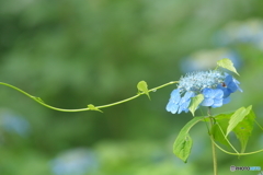 蝦夷紫陽花