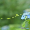 蝦夷紫陽花