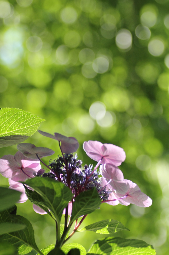 夏の花２