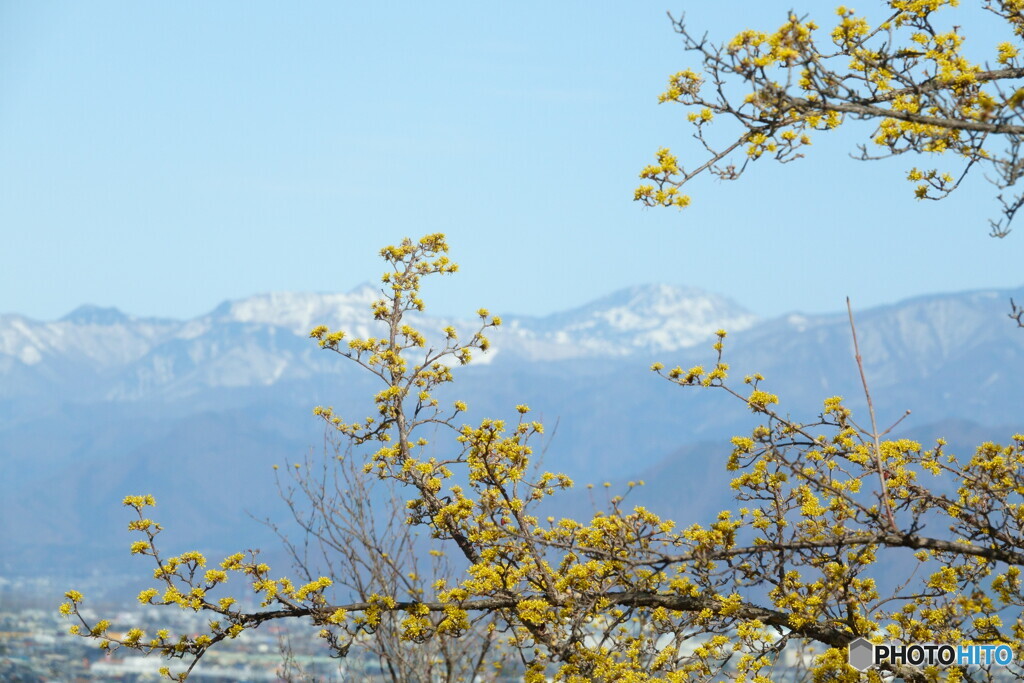 山茱萸も咲いた