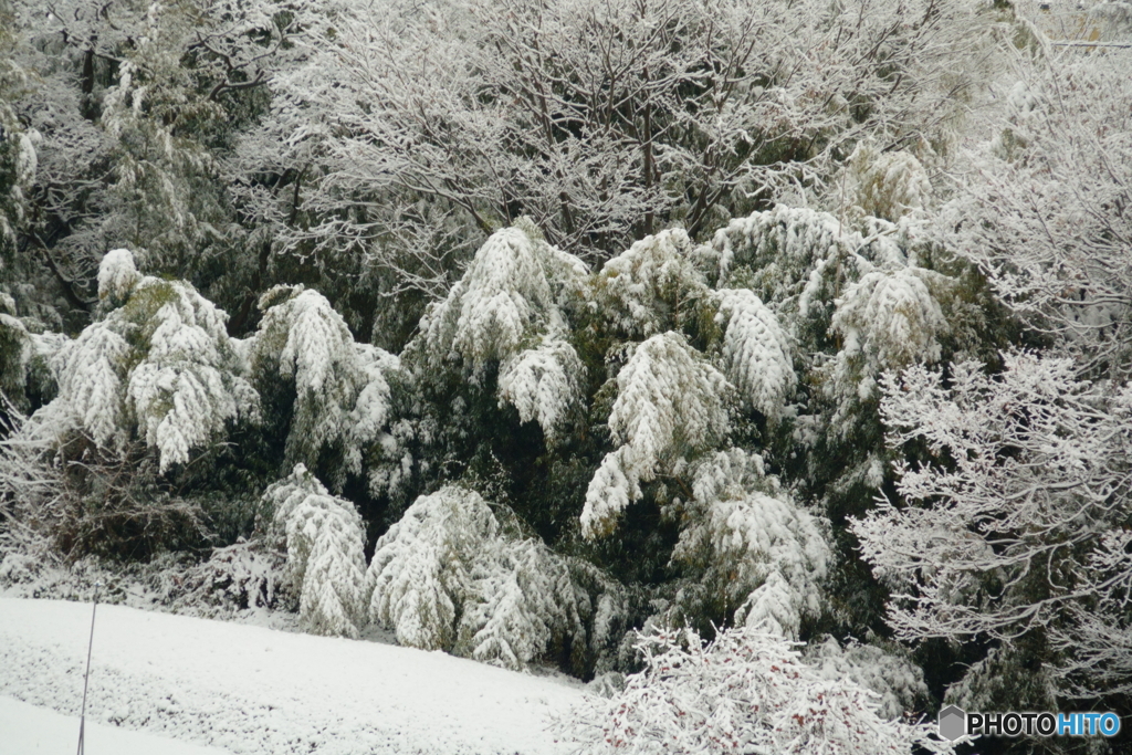雪の竹
